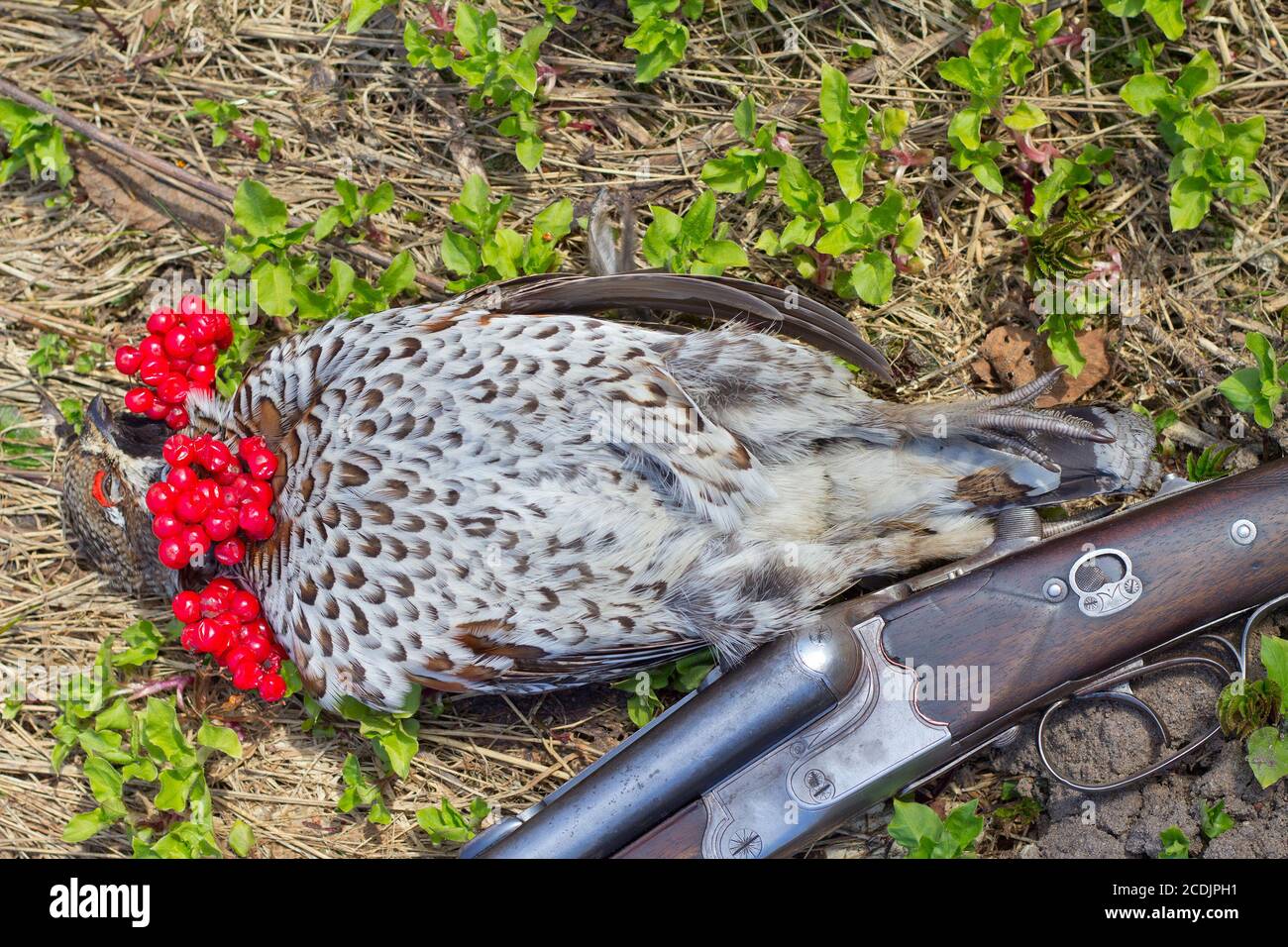 caccia di un gallo di nocciole Foto Stock