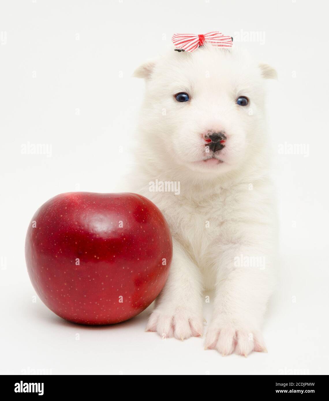 cucciolo husky con mela Foto Stock
