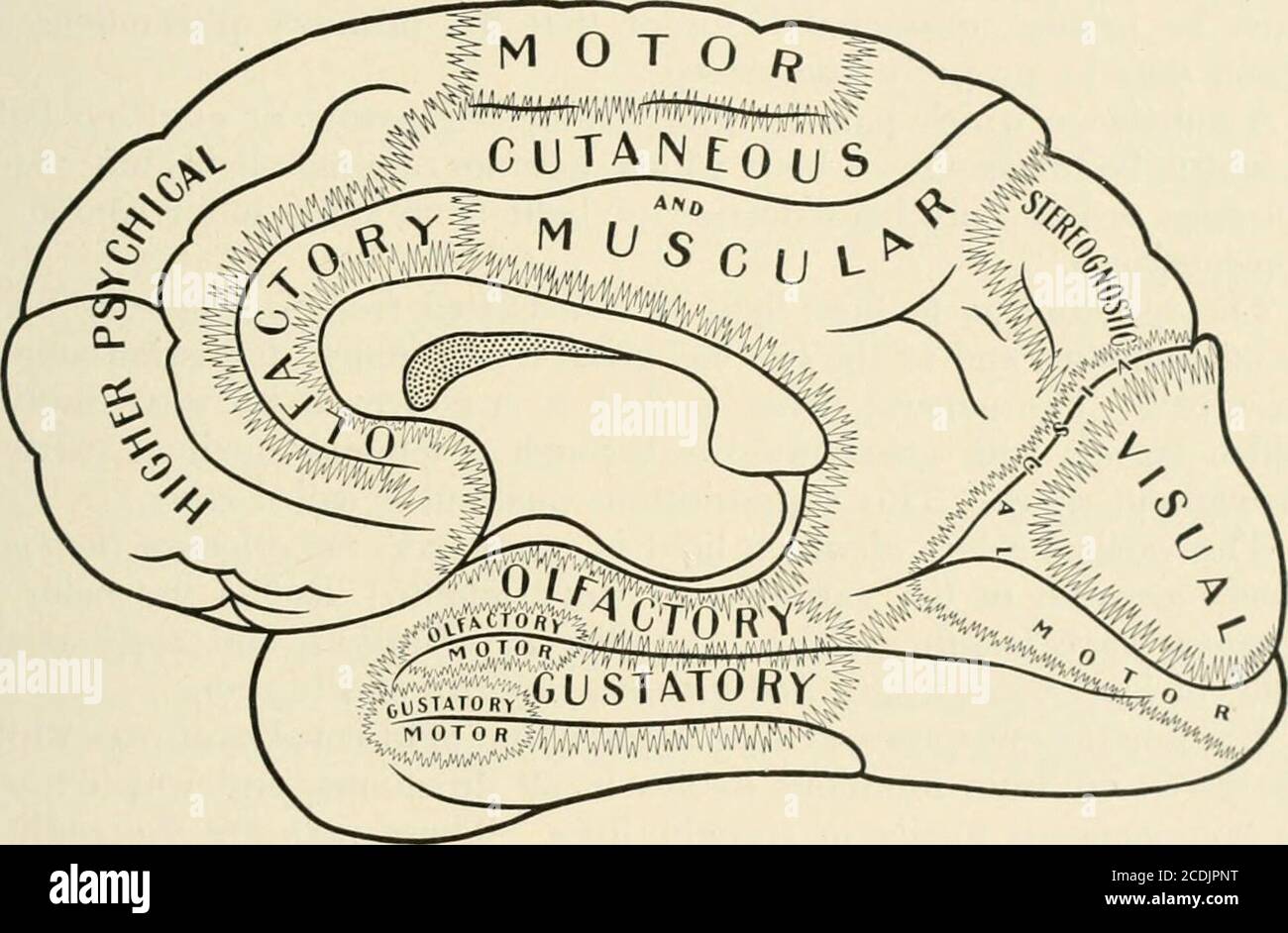 . Un trattato sulle malattie dell'occhio. Nto terminali a pennello, che ariclosamente associati con le cellule gangliari della corteccia. Impulsi visivi, condotti lungo il tratto descritto, provocano l'eccitazione dei neuroni della corteccia, |)il fenomeno della visione. LE osservazioni e le indagini di Henschen^ lo hanno portato a concludere che la parte veramente essenziale dell'area visiva è la regione della fessura della calcarina. Ciò è dimostrato in modo abbastanza conclusivo dal caso che ha illustrato e descritto)ed. Ha dimostrato il fatto che il nervo Foto Stock