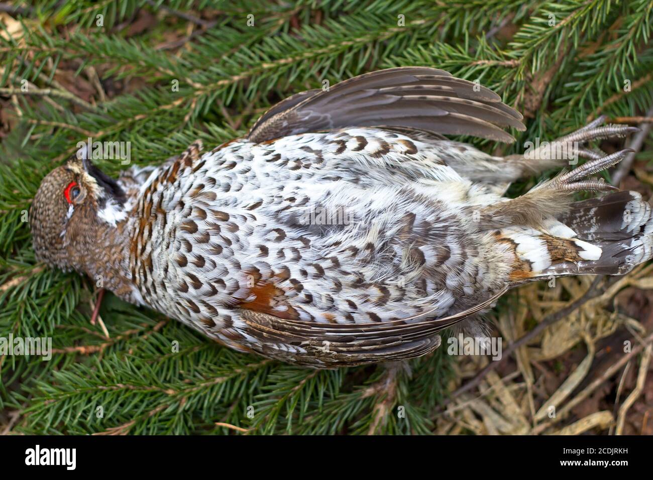 caccia di un gallo di nocciole Foto Stock