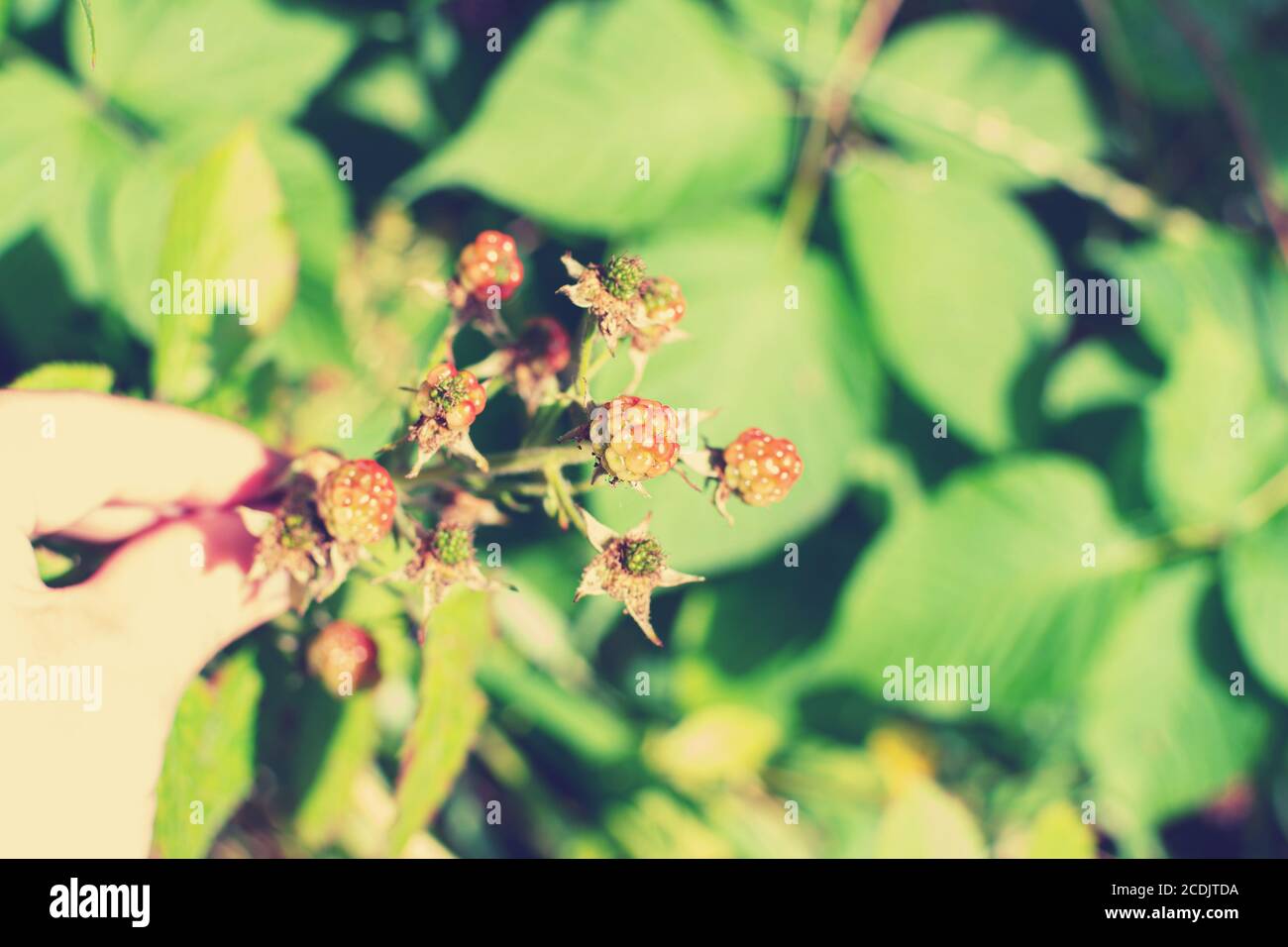 Sprig di giovane e maturo in mano, blackberry crescere nel parco Sokolniki, Mosca Foto Stock