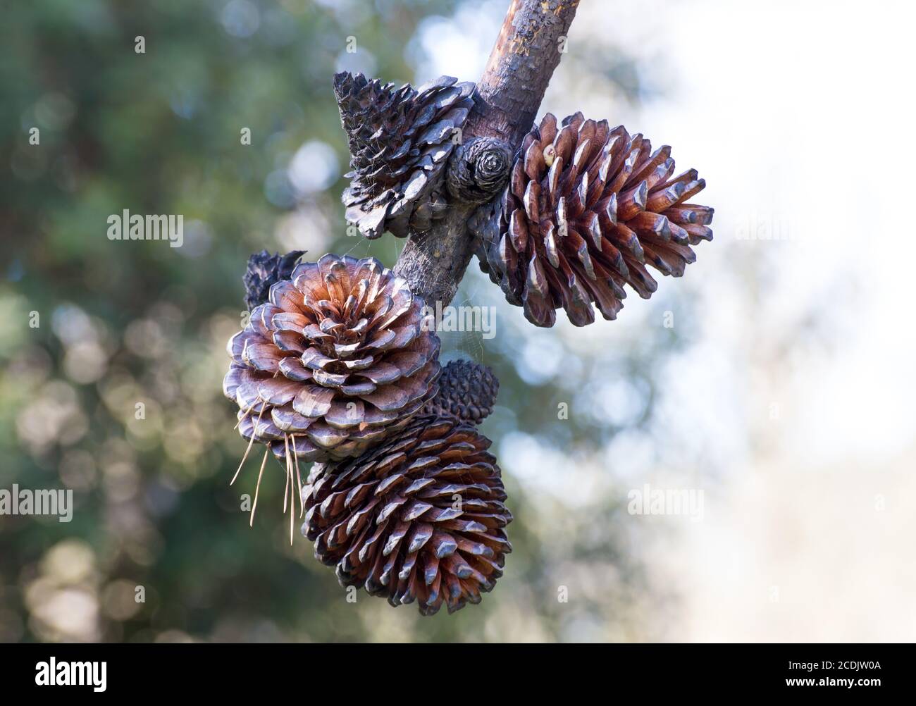 Grappolo di grandi coni di Pino con spazio aperto bianco Foto Stock