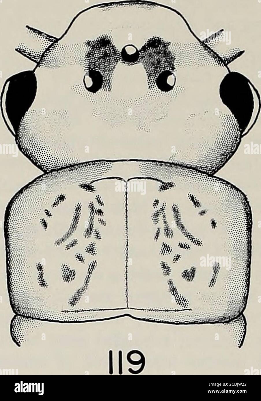 . Memorie della American Entomological Society . 0).meso- e metanota con 2 larghe strisce laterali e 2 sottili strisce longitudinali mesali di colore marrone scuro. Femora con setae a forma di spina dorsale sul margine dorsale e interpersata sulla superficie esterna; tibia con frangia dorsale di capelli lunghi e fini, tarsi con pochi peli sparsi, dor-sal, fini. Terga addominale con 3 strisce longitudinali, 2 strisce larghe, marrone scuro e una striscia stretta, mediana, marrone chiaro. Margine posteriore di segmenti di cereali con whorl di piccoli setae di stout, un margine posteriore di capelli ventrali di media lunghezza ogni segmento dopo 13. Ova. Genere Foto Stock