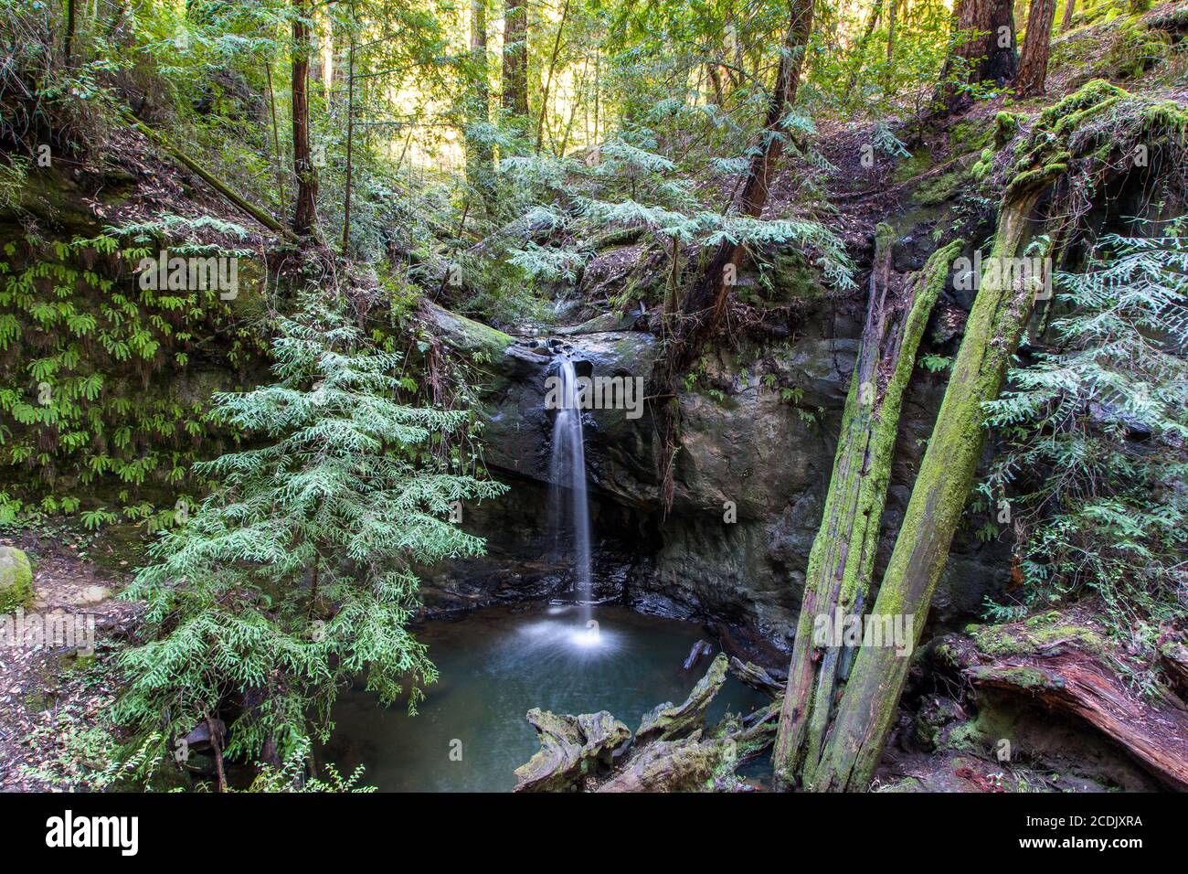 Cascate Sempervirens nel Big Basin Redwoods state Park, California Foto Stock