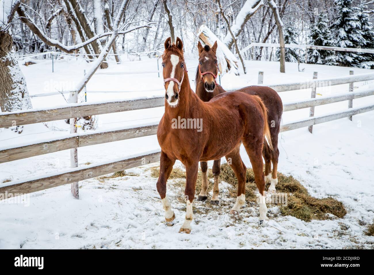 Chip e Taber Foto Stock