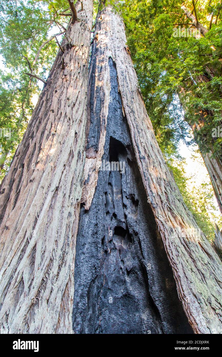 Sequoie giganti Foto Stock