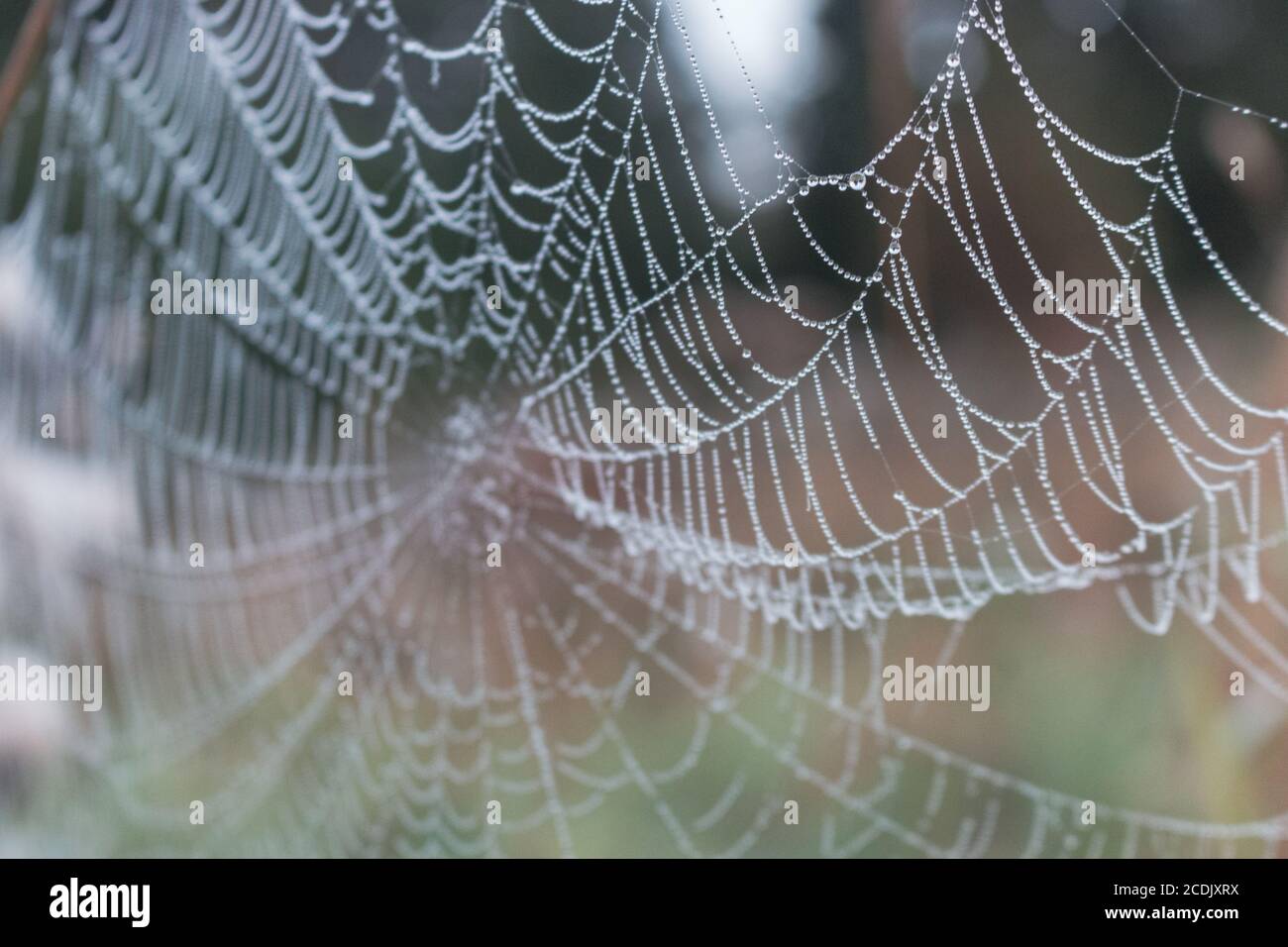 Gocce di rugiada Spider. Ragno seduto al centro del web. Mattina presto. Dawn nel campo russo. Foto Stock