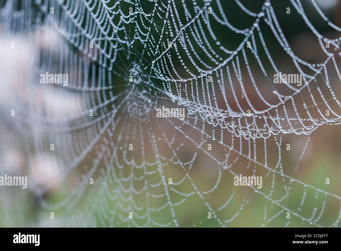 Gocce di rugiada Spider. Ragno seduto al centro del web. Mattina presto. Dawn nel campo russo. Foto Stock