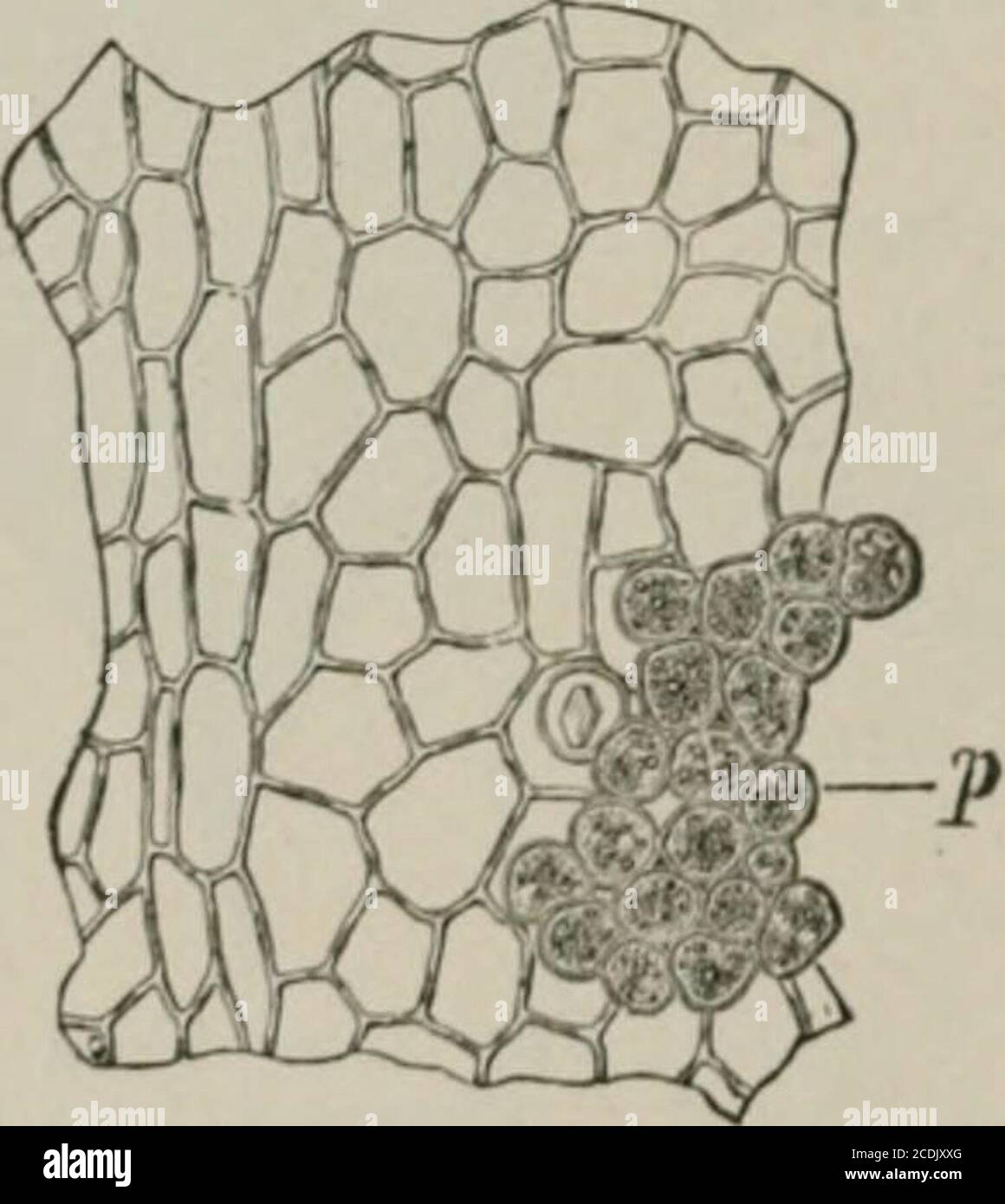 . La microscopia degli alimenti vegetali, con particolare riferimento al rilevamento dell'adulterazione e alla diagnosi delle miscele. Fig. 421. Coca. Foglia in sezione trasversale, epidermide superiore epa; cellule di palisade p; parenchima spugnoso con fascio e cellula di cristallo K; epidermide inferiore cpi con stoma sp. X160. (MOELLER.). Abete,. ^22. foca. UpjuT cpitk-rniis di foglie e p ceils palisade, da below.X160. (Moeller.) fj t- 1 Fig. 42, v Coia. Epidermide di Lowtr di stoma di foglia sp. X i6o. (Moeller.) BIBLIOGRAFIA. Cfr. BiblioRraphy, pp. 671-674: Koch, L. (22); Moeller (30,31,32); Plan-clon unci Collin (34); TSCH Foto Stock