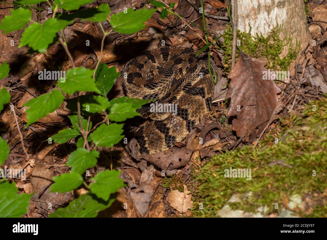 Arrotolato Timber Rattlesnake nella foresta di Cumberland Falls state Parco nel Kentucky Foto Stock