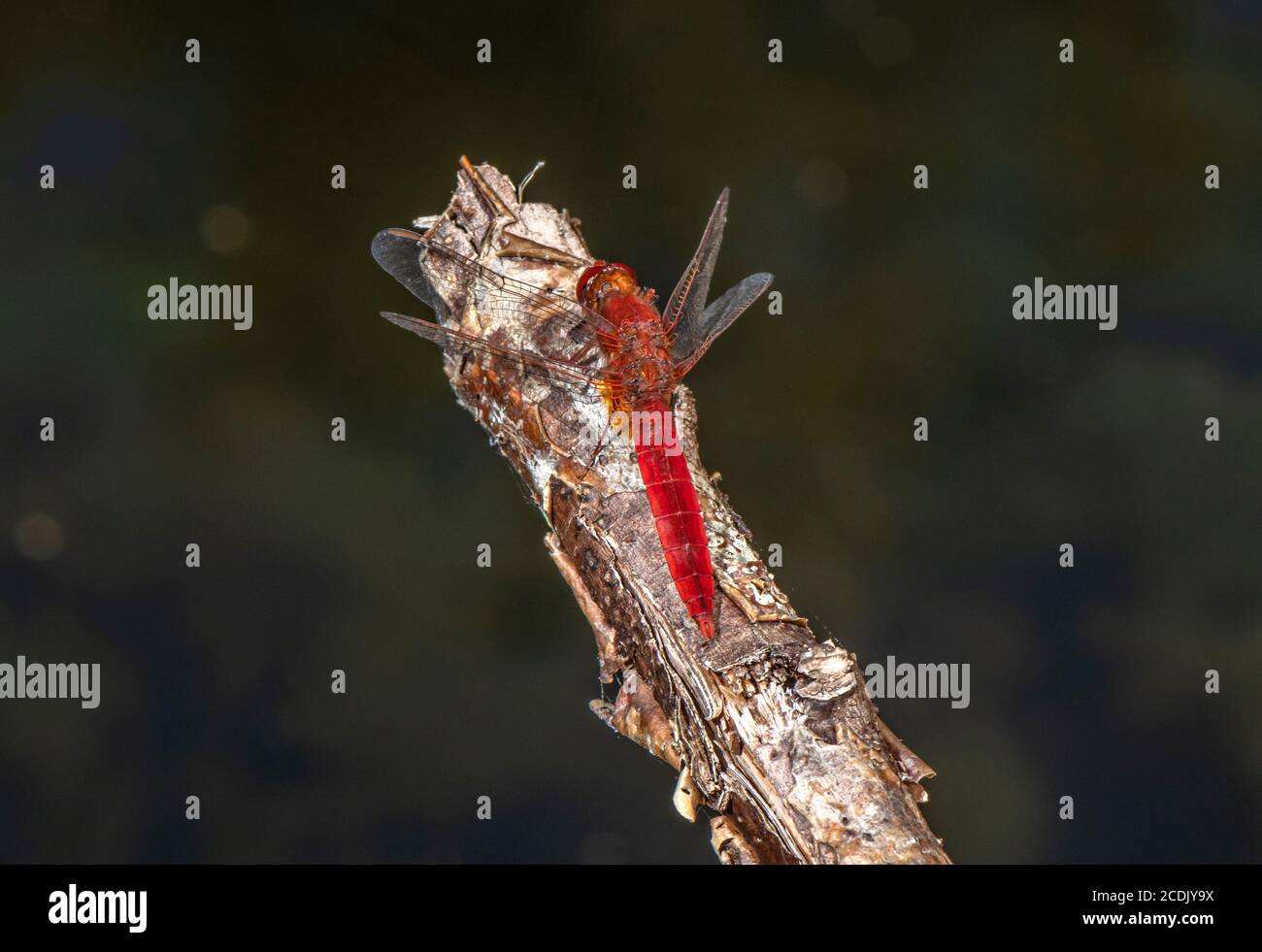 Scarlatto largo maschile, Crocotemis erythraea, arroccato sul lago. Francia. Foto Stock