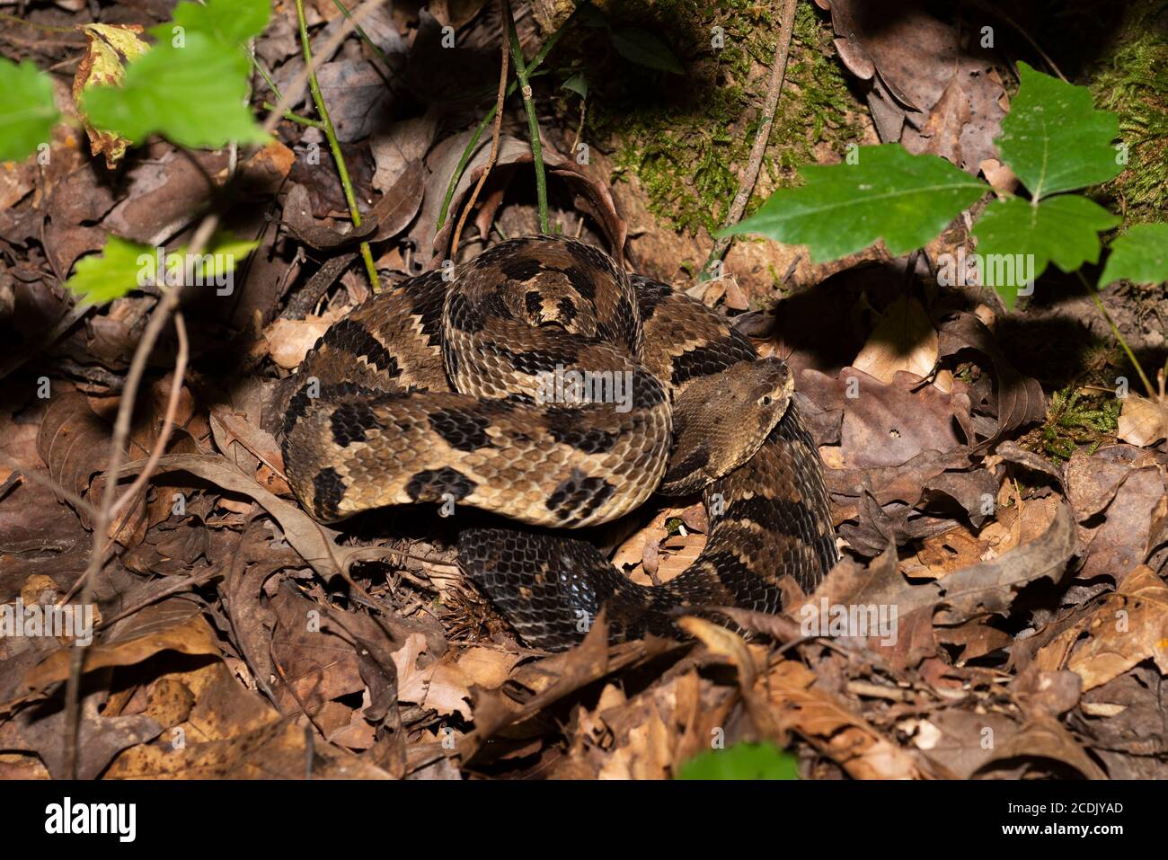 Arrotolato Timber Rattlesnake nella foresta di Cumberland Falls state Parco nel Kentucky Foto Stock