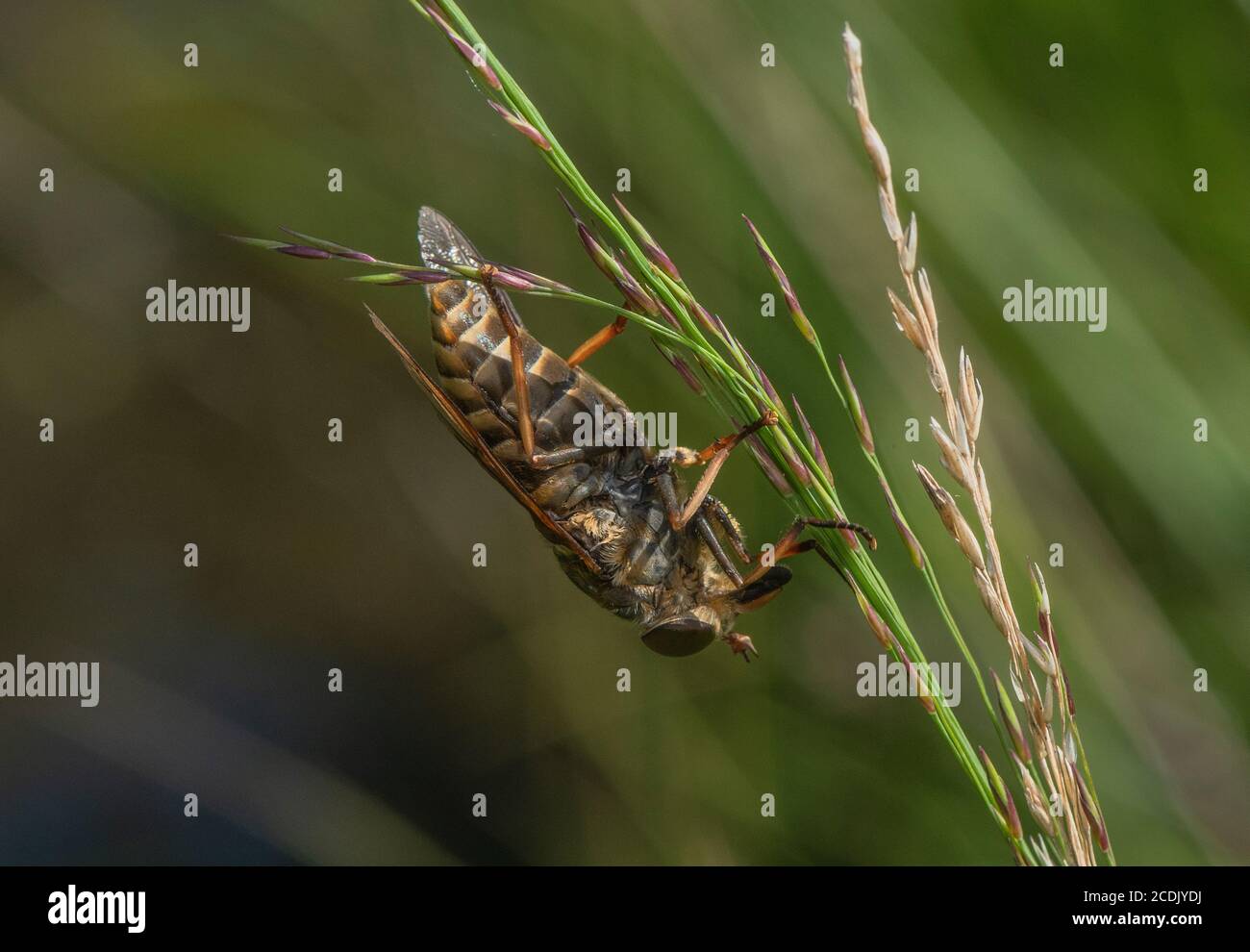 Crine gigante scuro, Tabanus sudeticus, appollaiato sull'erba, appoggiandosi testa in giù. Foto Stock