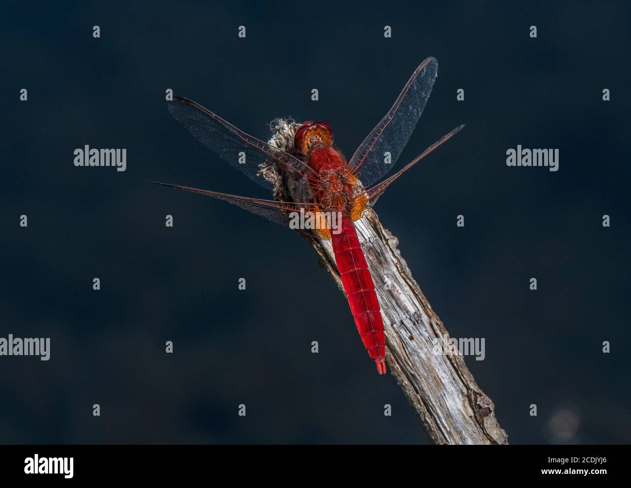 Scarlatto largo maschile, Crocotemis erythraea, arroccato sul lago. Francia. Foto Stock