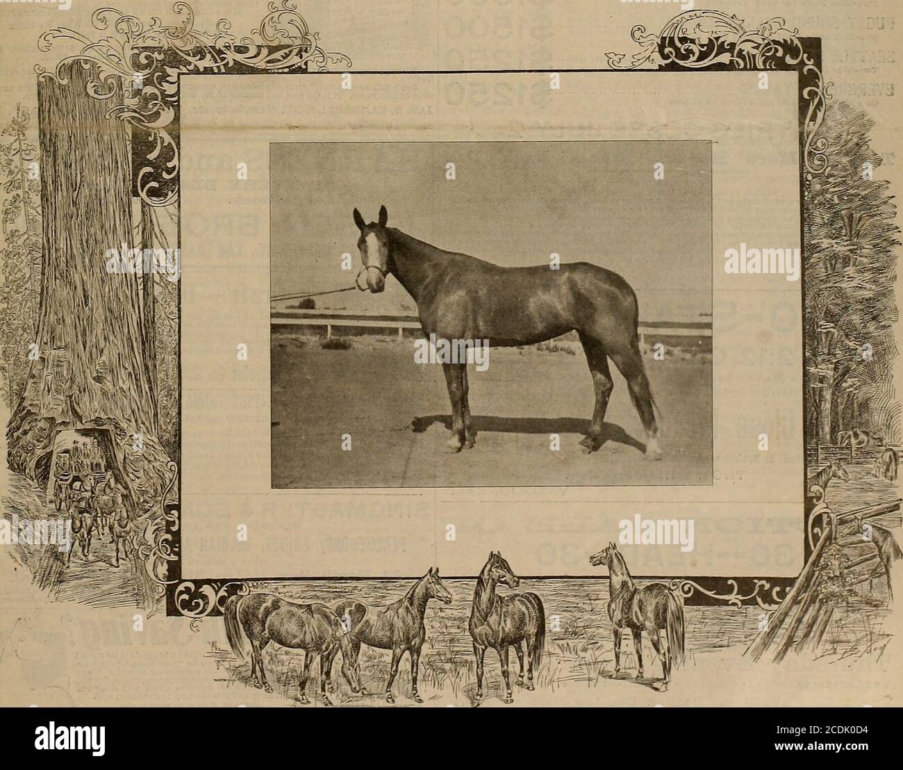 . Allevatore e sportivo . VOX. XLIV. N. 25. 36 GEARY STREET. SAN FRANCISCO, SABATO 18 GIUGNO 1904. SUBSCRIPTIONTHREE DOLLARI ALL'ANNO. MMMM MY WAY (2) 2:30 Grey Pacing Filly, Foaled 1901, by Stoneway 2:22 3-4, Dam Ethel Basler di Robert Basler, sir© di Jonesa Battler 2:11 1-2 OW>*ed by Jacob brolliar, visaua He Gveeit&c AGRICULTURAL LIT 1904, fonat & vat, fonat & font 18 CAL. A© laelci dal 10 AL 15 OTTOBRE, incluso. 5500 dollari in Stake, Purses e premi. Tutte le frittelle sono garantite. MARTEDÌ. 1-Baggy Horse Race s° la scheda si riserva il diritto di re Foto Stock