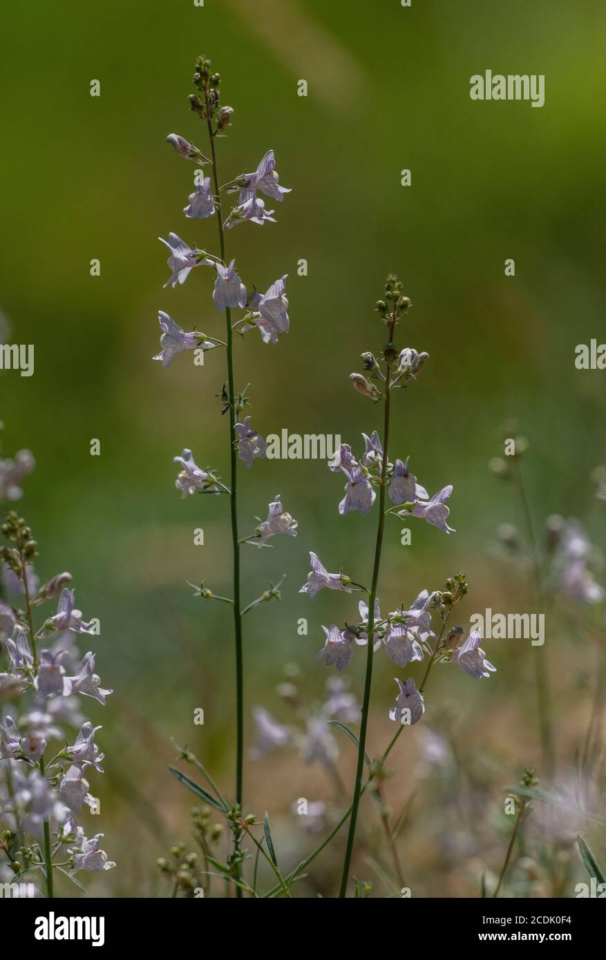 Toadflax pallido, Linaria si rigenera, in fiore sul lato della strada. Naturalizzato nel Regno Unito. Foto Stock