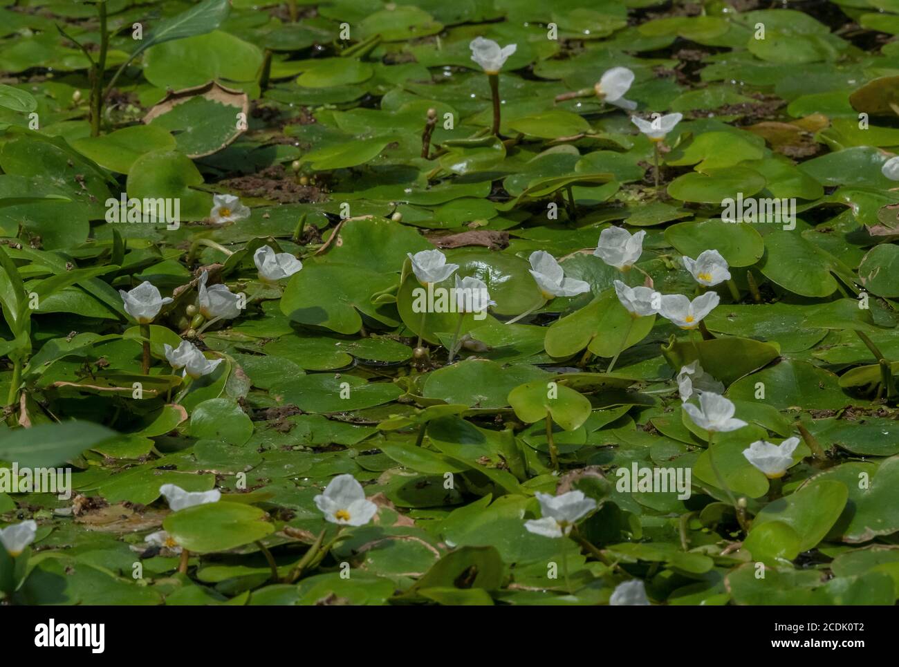 Massa di rana-bit galleggiante, Hydrocharis morsus-ranae, in stagno. Foto Stock