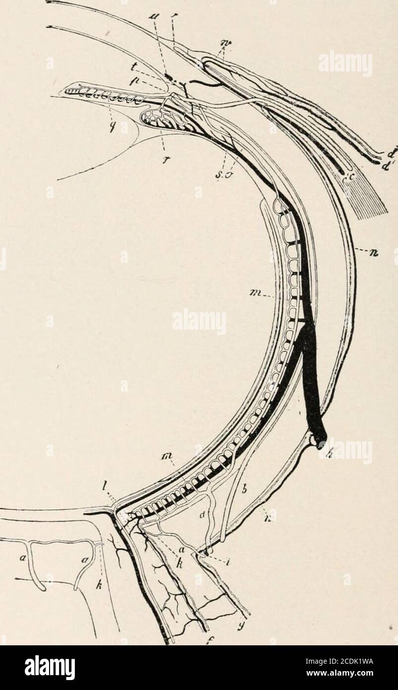 . Un trattato sulle malattie dell'occhio . Vasi sanguigni della retina umana nel punto giallo (iniezione artificiale). Lo spazio centrale corde-si)onds alla fovea centralis: Yl, arterie; V, vene; A^, lato nasale (verso il disco); T, lato temporale. Le maglie sono molte volte più larghe alla periferia della retina. (Nettleship.) spesso osservato nella retina vicino alla serrata ora. Queste sono apparse uponas manifestazioni atrofiche, e sono più frequentate nei retinneof adulti. Alimentazione vascolare. – Artcriefi. – gli strati anteriori della retina si sono arenourished dal sangue fornito alla retina attraverso i rami di Foto Stock