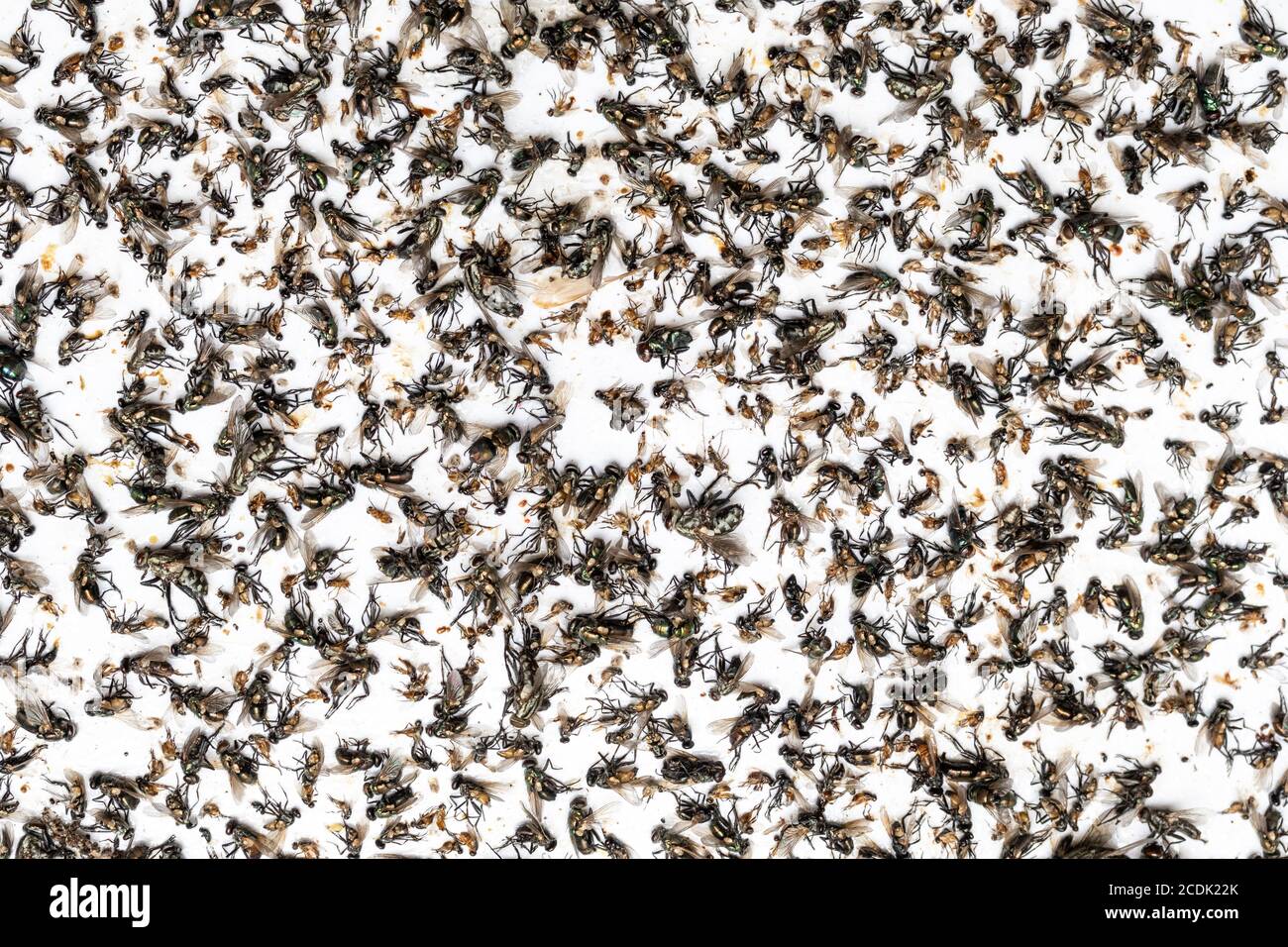 Trappola di carta moschicida Foto stock - Alamy