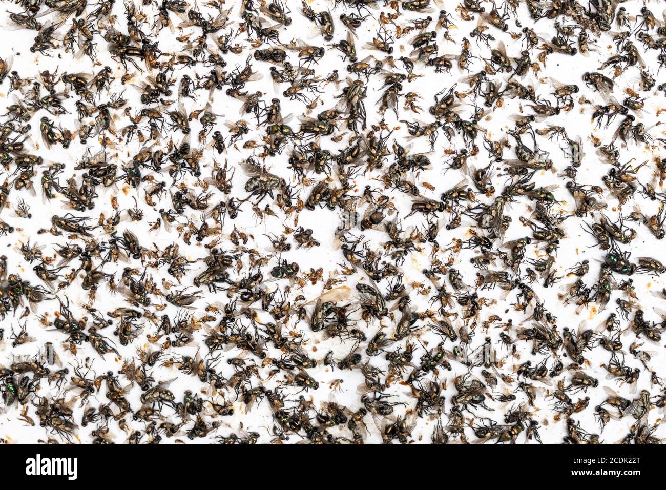 Primo piano su una carta fly appiccicosa, fly trap. Mosche catturate sulla trappola di carta adesiva. Macro molti mosche intrappolati sulla superficie estremamente appiccicosa. Foto Stock
