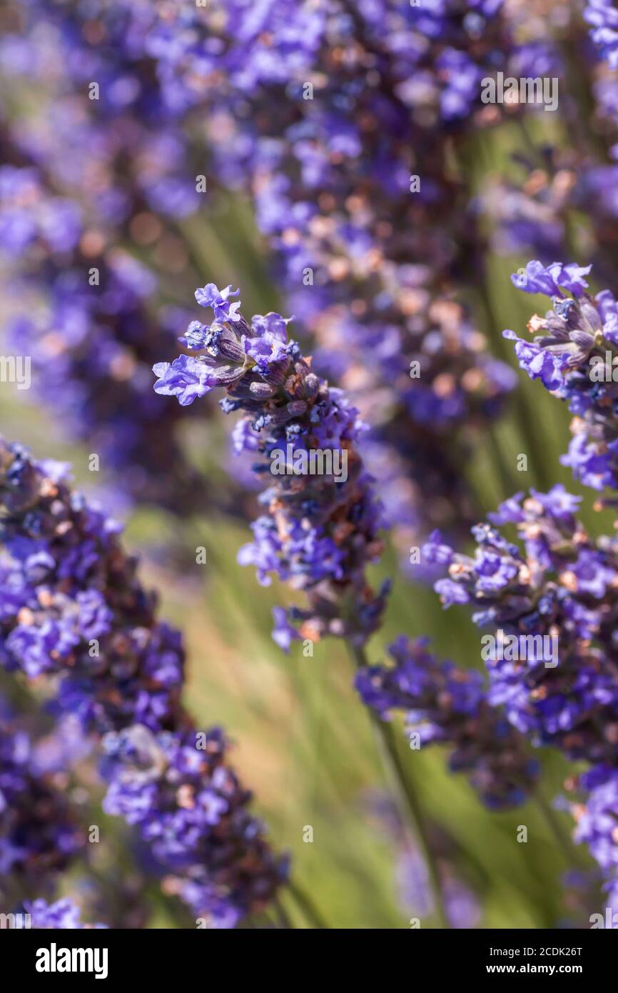 Fiori di lavanda viola in fiore Foto Stock