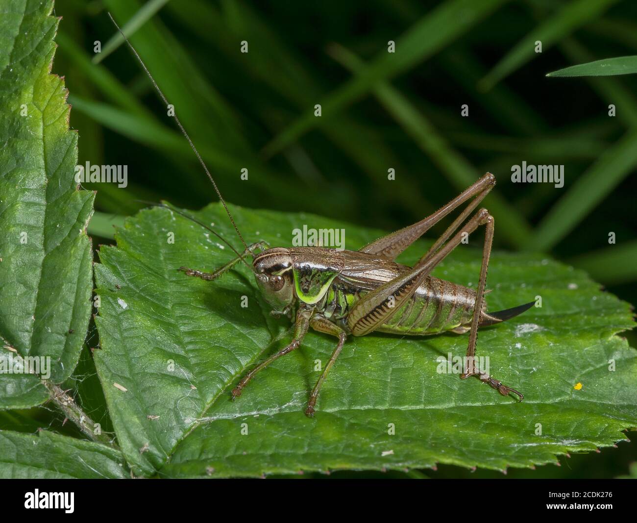 Femmina Roesel's bush-cricket, Roeseliana roeselii, arroccato su foglia in prato alluvionale. Foto Stock