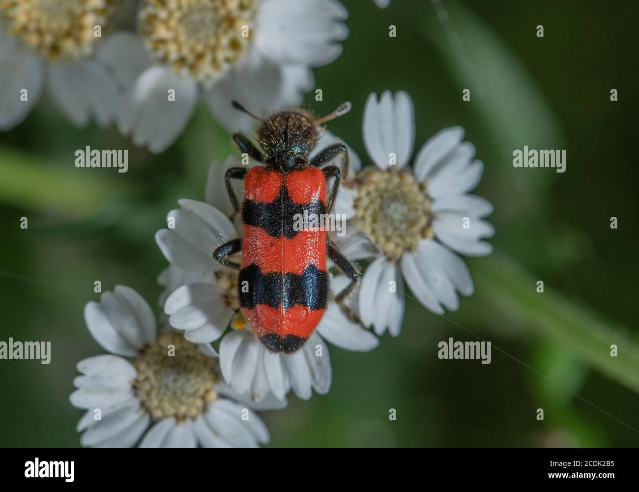 Beetle che mangia api, Trichodes apiarius, che si nutre di fiori di Sneezewart; le larve sono parassiti di covata delle api. Foto Stock