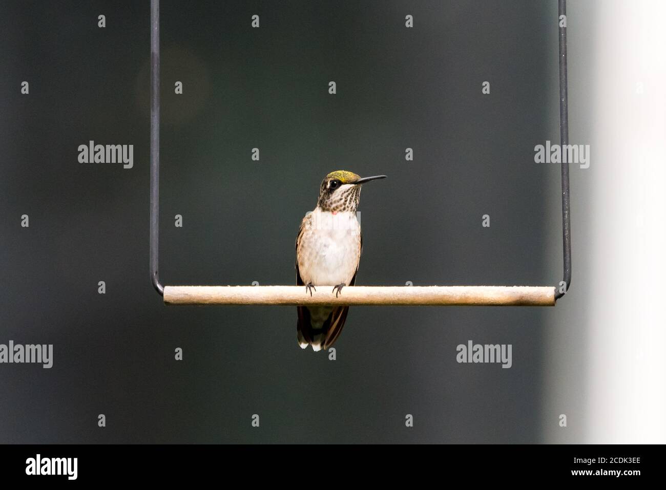 Profilo di un giovane maschio Ruby-thorated Hummingbird che riposa, appollaiato su un'oscillazione Foto Stock