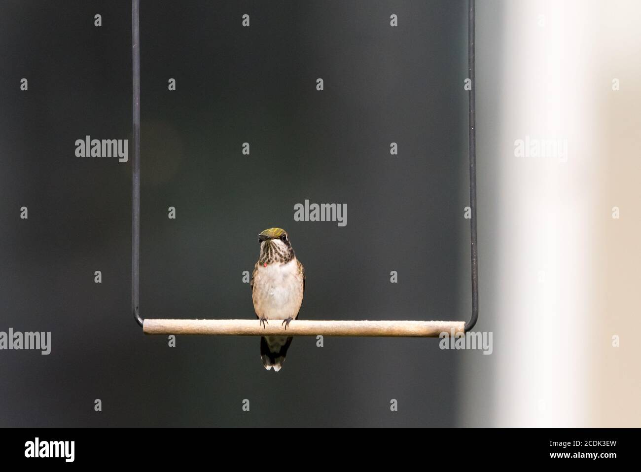 Giovane maschio Ruby-thorated Hummingbird che riposa, appollaiato su un altalena, guardando la macchina fotografica Foto Stock