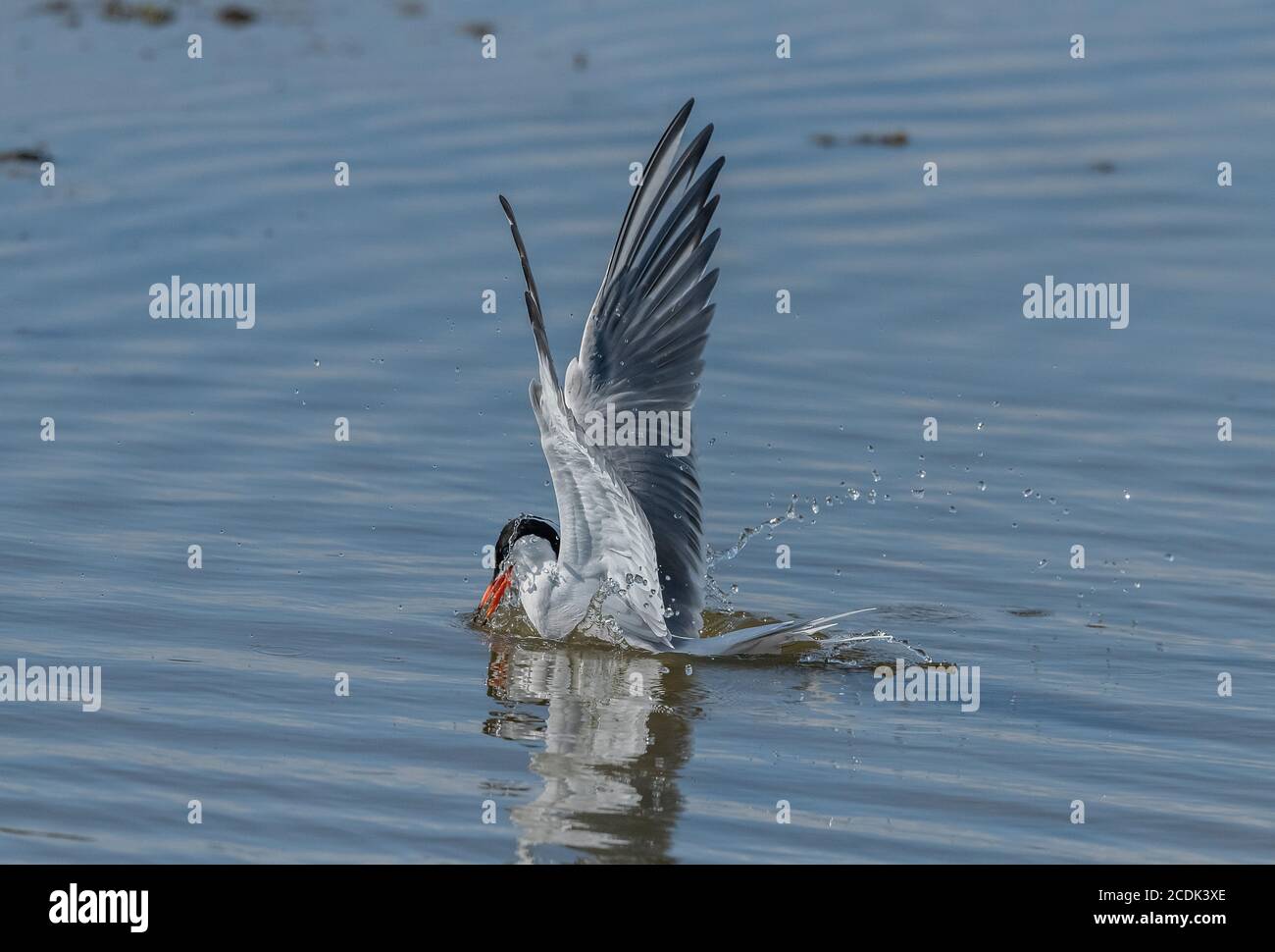 Terna comune, Sterna hirundo, dopo l'immersione, a caccia di pesce nella laguna costiera, durante la stagione di allevamento. Foto Stock