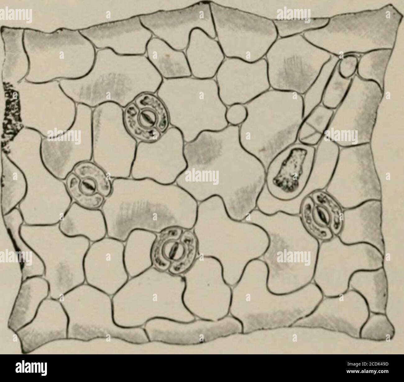 . La microscopia degli alimenti vegetali, con particolare riferimento al rilevamento dell'adulterazione e alla diagnosi delle miscele. Fig. 391. Fragola. Epidermide superiore della foglia, (Moeller.). Fig. y)2. SlrawlK-rry. Lown ipuU jnii:, ol Kal. Ink)KLLF.R.^ su entrambe le superfici si verificano le forme di liari: (i) LEASI MEADOIVSIVEET molto lunghe, unicellulari, rigide. 473 e per la maggior parte diritta, con base porosa spessa, e (2) teste multicellulari, senza globulare, le pareti sottili rigonfiano notevolmente in alcali. La Mesofilla contiene grandi quantità di grandi cristalli semplici. FOGLIE DI HEADOWSWEET. Meadowsweet {Spircea ulmaria L., ordine Ros Foto Stock