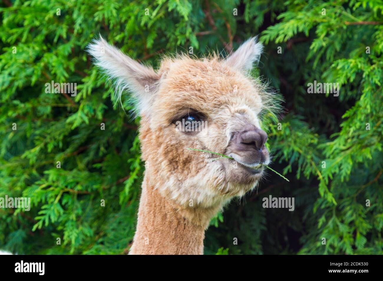 Capo della giovane alpaca, marrone Vicugna pacos, Ungheria Foto Stock