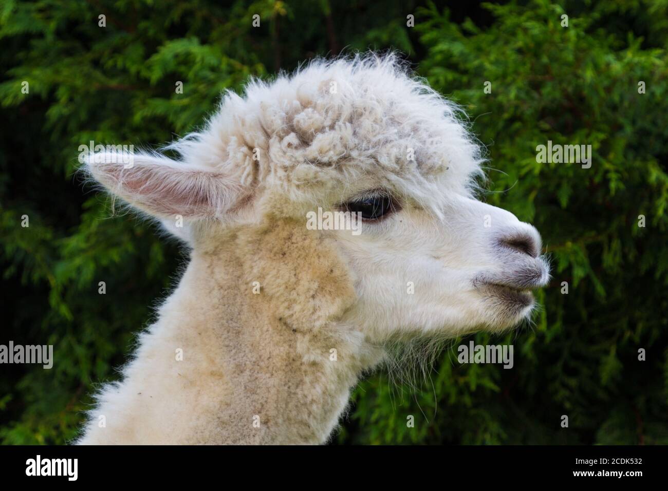Capo della giovane alpaca bianca Vicegna pacos, Ungheria Foto Stock