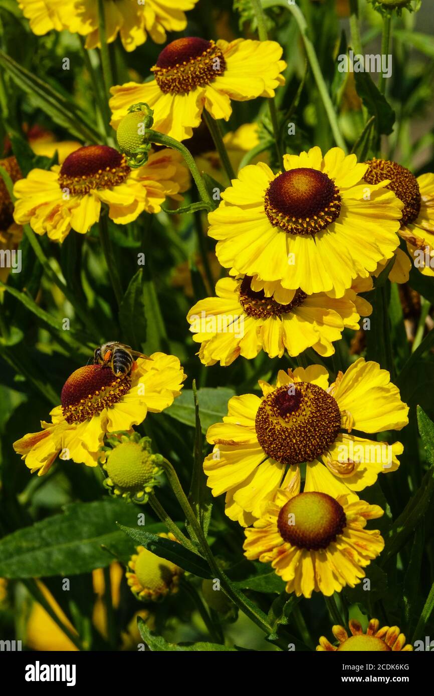 Helenium 'Goldkugel' con petali gialli al centro scuro Foto Stock