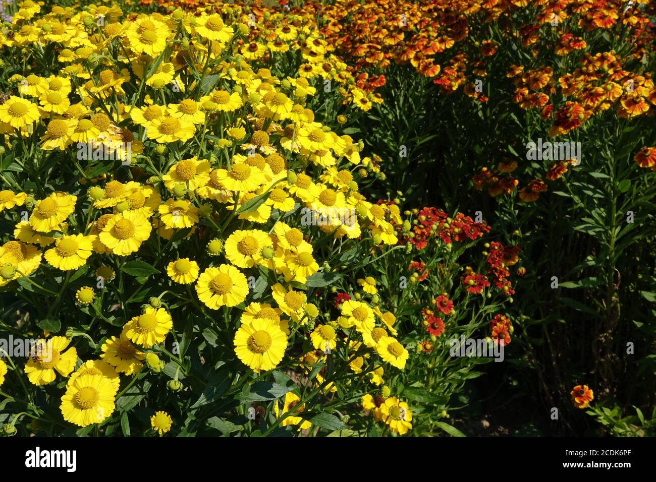 Helenium 'Kanaria' fioritura di piante perenni ad agosto Foto Stock