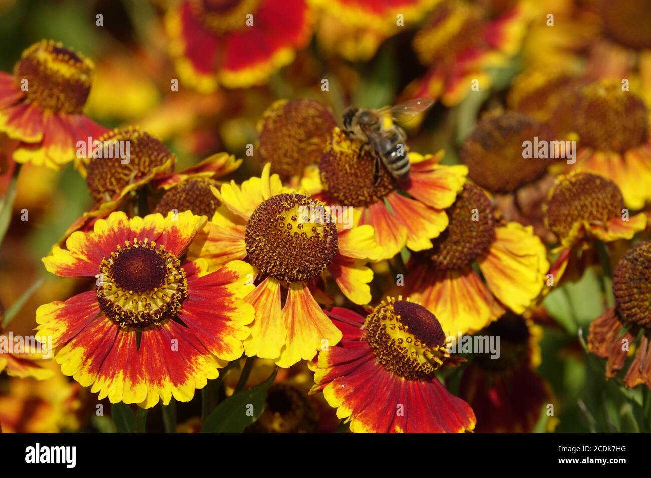 Fiore di Helenium 'Biedermeier' Foto Stock