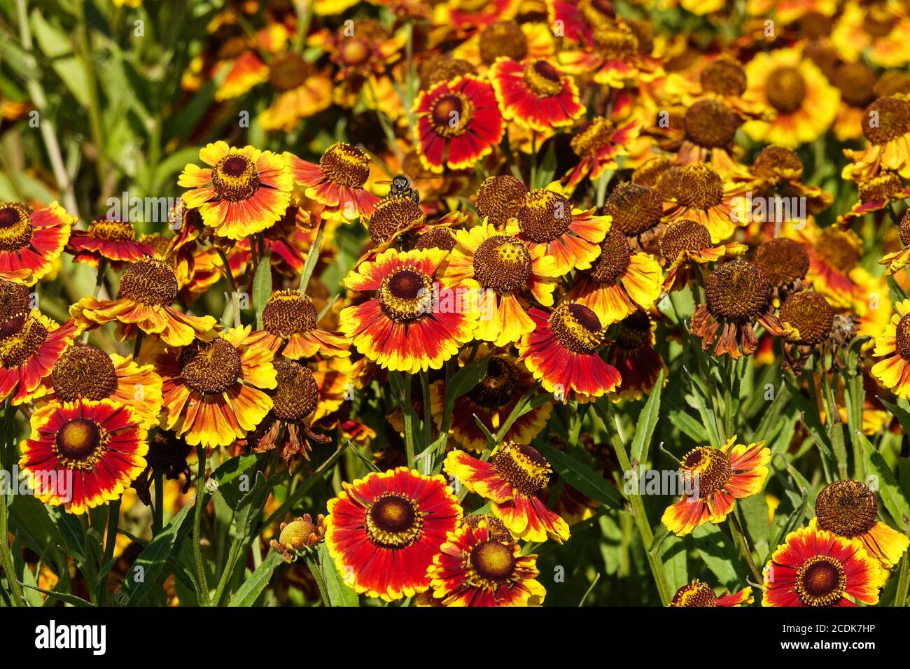 Helenium autumnale fiori "Biedermeier" Helenium autumnale Foto Stock