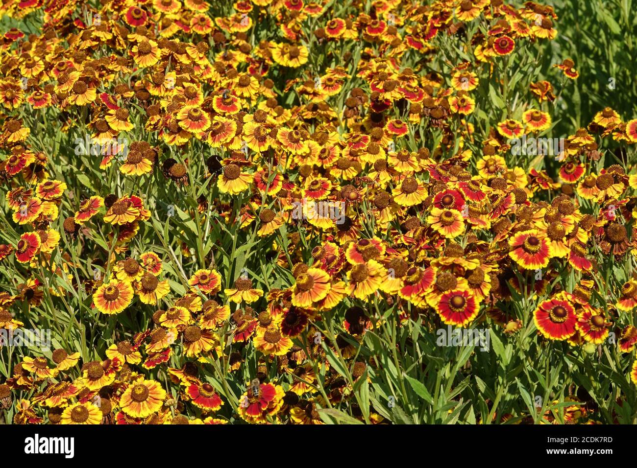Helenium autumnale 'Biedermeier' Helenium Biedermeier Foto Stock
