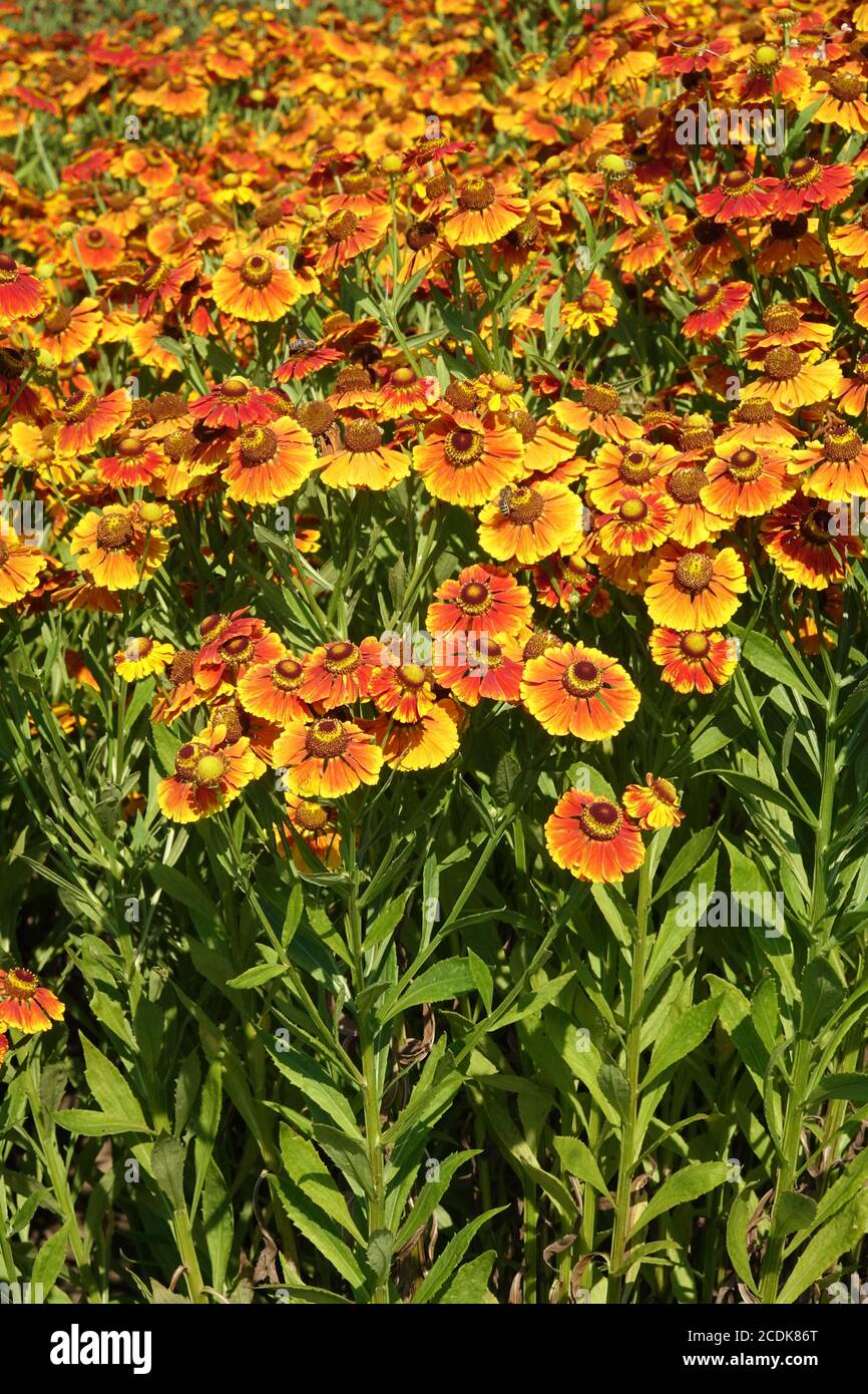 Helenium "Blütentisch" in fiori d'arancio in piena fioritura Foto Stock