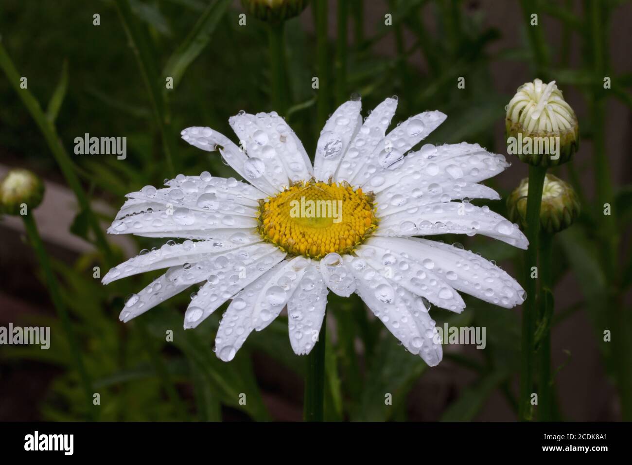 White Daisy dopo la pioggia Foto Stock