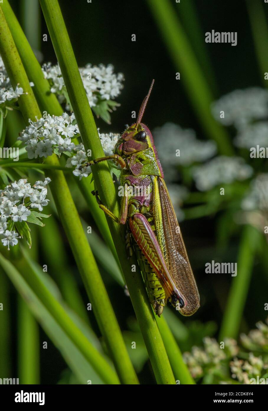 Femmina grande cavallino di palude, Stethophyma grossum, arroccato in palude vegetazione lacustre. Foto Stock