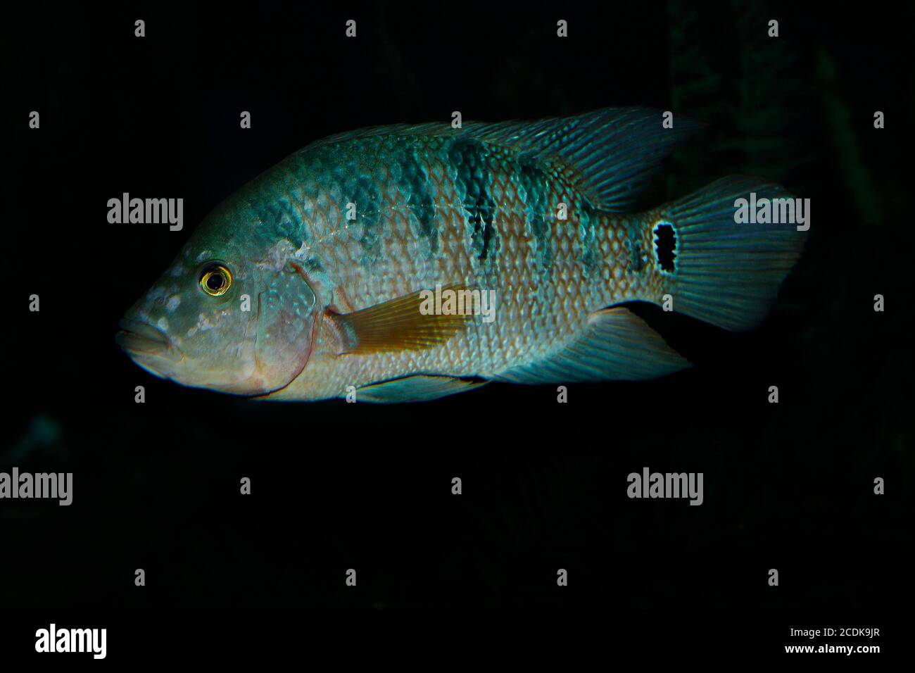 Peacock Cichlid, cichla ocellaris, pesci adulti dal Sud America Foto Stock