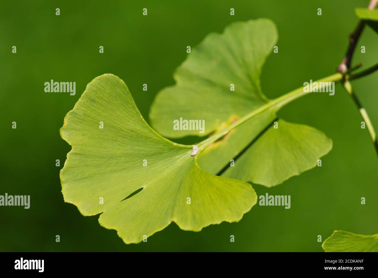 Close-up sul ginkgo biloba foglie di albero Foto Stock