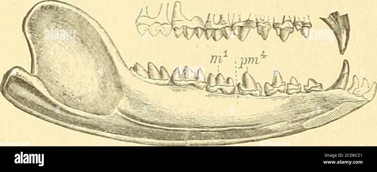 . Handbuch der Palæontologie . nd an der Basis verengter Wurzel angenommen.dieser »haplodonte typus« findet sich bei den Zahnwalen, ist jedochier wahscheinlich nicht als eine ursprüngliche, sondern als eine durchRückbildung entstandene Zahnform anzusehen. 2. Der protodonte typus Osboms unterscheidet sich vomKegelzahn dadurch, dass vorn und hinten ein kleines Nebenspitzchen an der Zahnkrone entsteht unddie Wurzzwar noch einfachbleibt, jedoch bereits durch eineLängseinschnürung den Beginnejetiner Theilung béli lässt ältestenfossilen nuthéli den (Trionni béli) Foto Stock