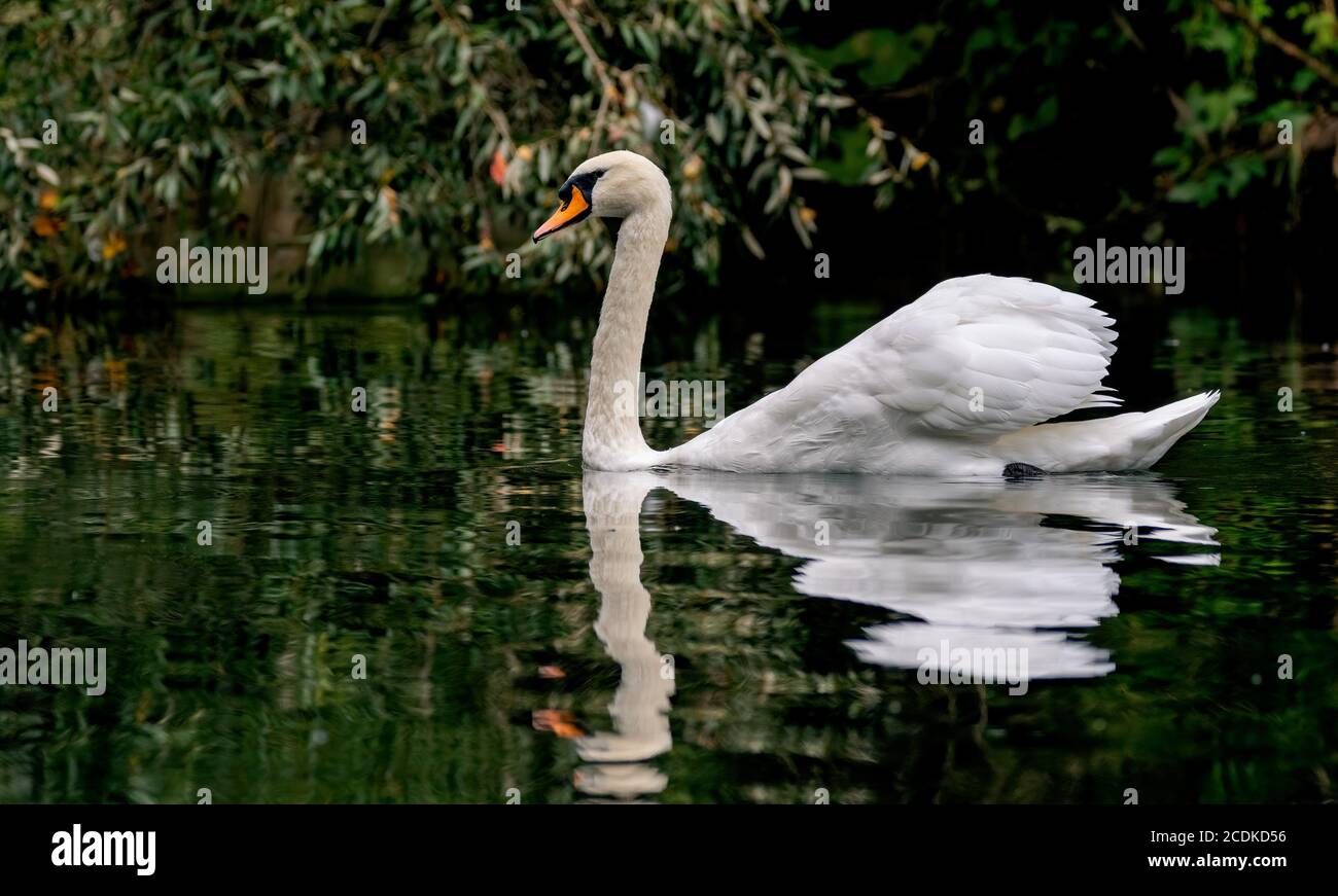 tier, cygnus, teich, baden, feather, schön, liebe, schönheit, fluss, baden Foto Stock