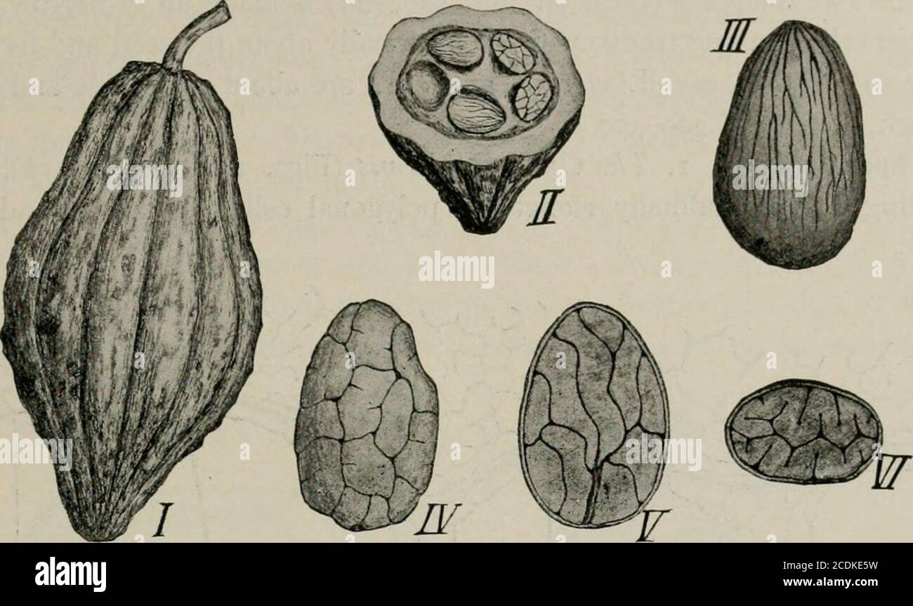 . La microscopia degli alimenti vegetali, con particolare riferimento al rilevamento dell'adulterazione e alla diagnosi di miscele. Semi di cacao (Fig. 345, III-VI) come si trova sul mercato sono i semi teanatropici, spesso con più o meno del pericarpepadendo interno polpio. Essi sono irregolarmente ellissoidali, lunghi 15-30 mm., somwhatflated, e variano dal marrone rossastro al marrone scuro di colore. Tehilum all'estremità più larga e la calaza all'estremità più stretta sono con-nect dal raphe, che corre lungo uno dei lati stretti e divide in numerosi rami alla calaza. La so-chiamata Foto Stock