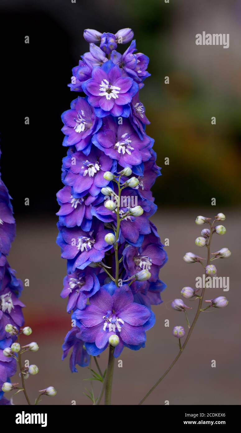 Delphium viola verticale Foto Stock