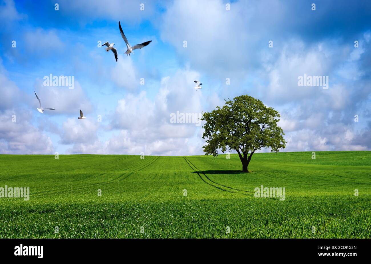 Albero sul prato verde Foto Stock