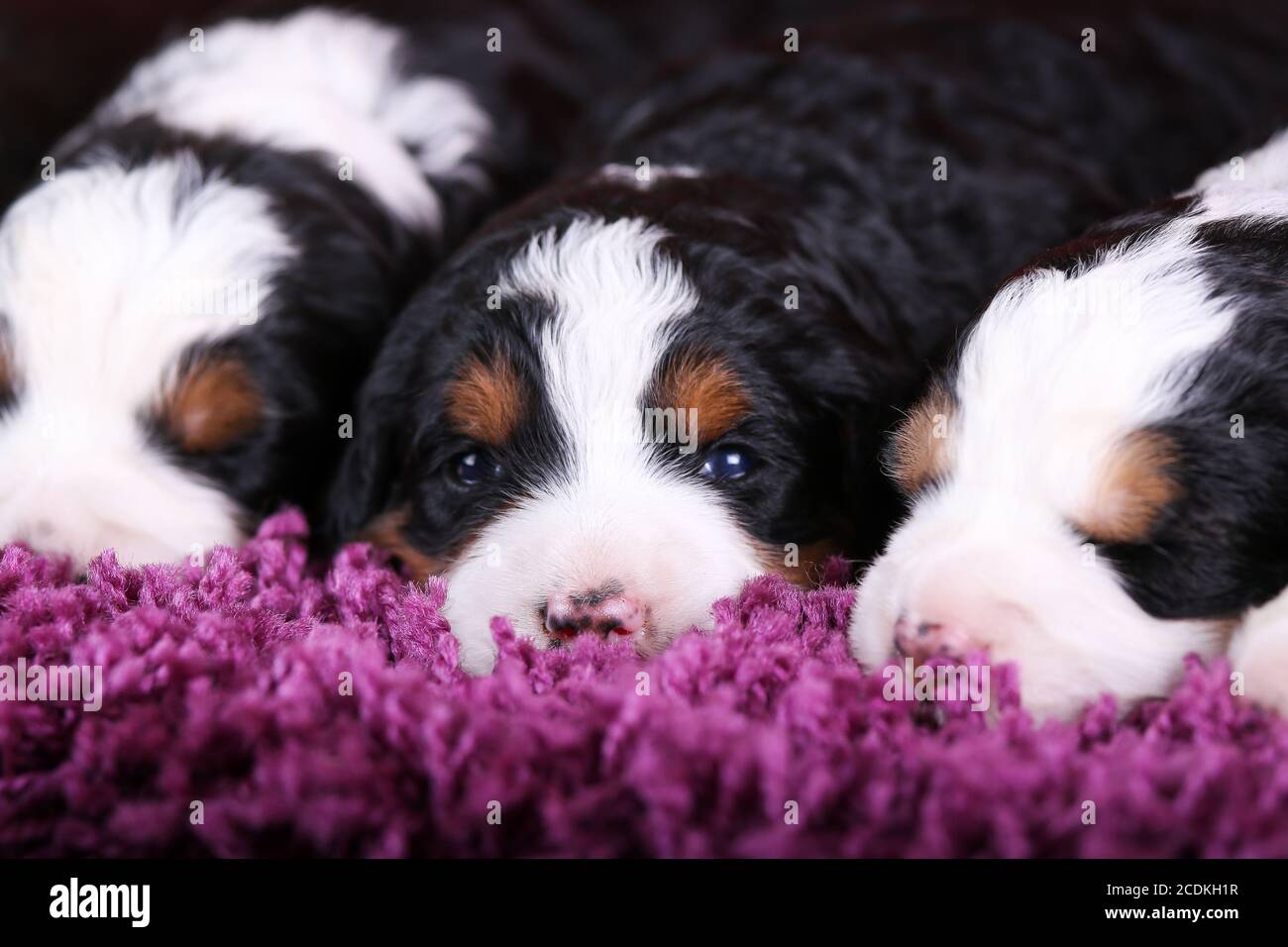 F1 Tri-colored Puppies Bernedoodle in miniatura che dormono in fila un tappeto viola Foto Stock