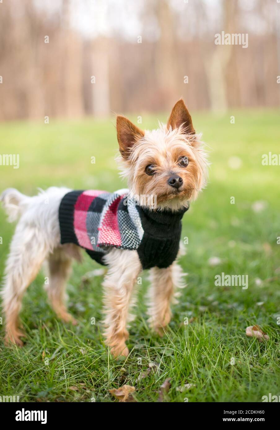 Un cane di razza mista Yorkshire Terrier in piedi all'aperto e indossare un maglione Foto Stock